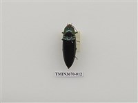 藏品(叩頭蟲(1))的圖片